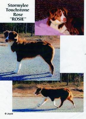 WEB-Rosie-1.jpg