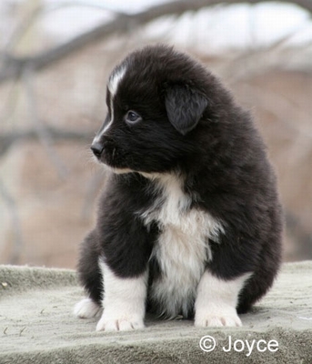 Bear_5wks-2.jpg