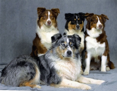 Buddy-with-his-sire&dam-and-full-sister-LilBit-at-11-months,-7-04-in-ID-WEB.jpg