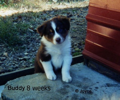 Buddy-at-8-weeks-in-TN-WEB.jpg