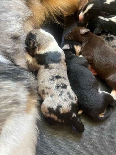 pups - 1 day old