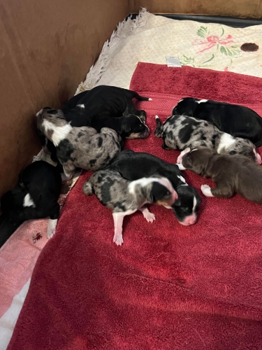 pups - 1 day old