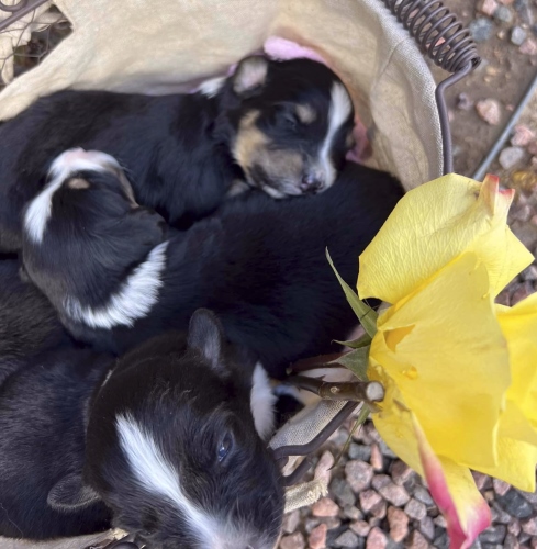 Females 14 days old