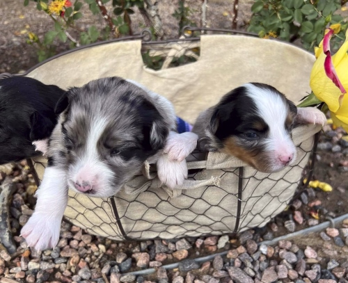 Females 14 days old