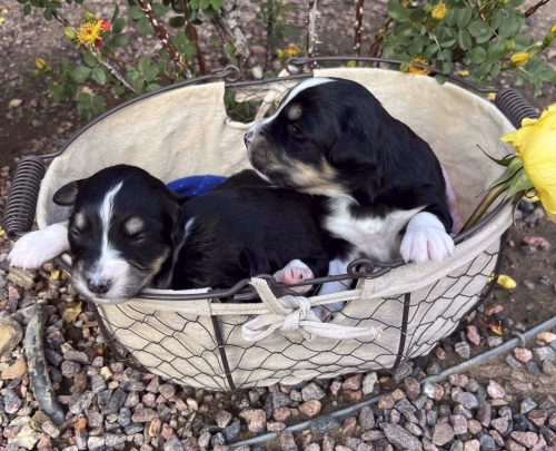 Females 14 days old