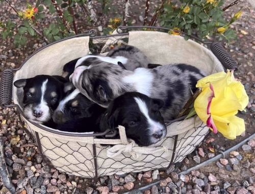 Females 14 days old