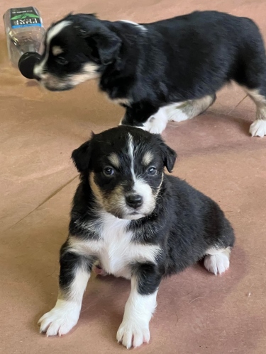 Pups 4 weeks