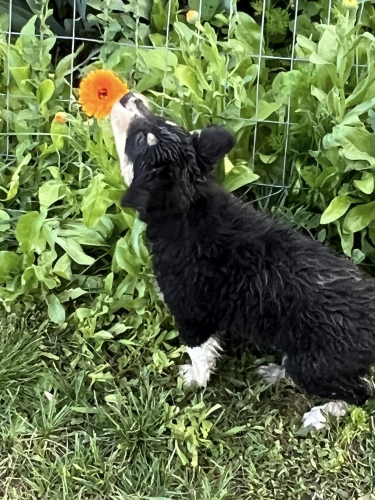 Pups 8 weeks