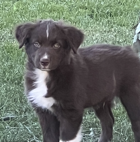 Red bi male 8 weeks