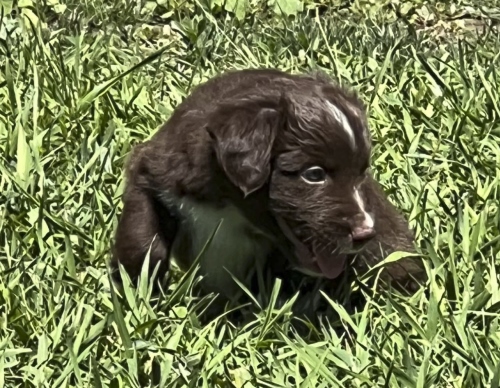 Pups 5 weeks