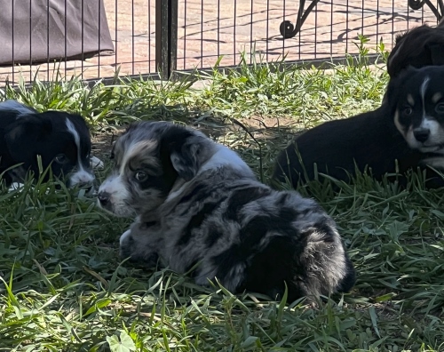 Pups 5 weeks