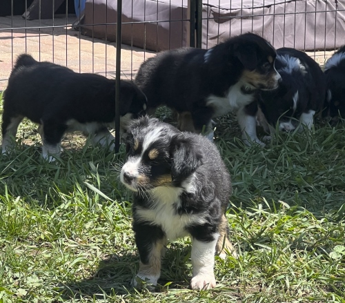 Pups 5 weeks