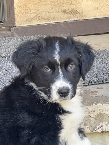 Black Bi Male 8 weeks