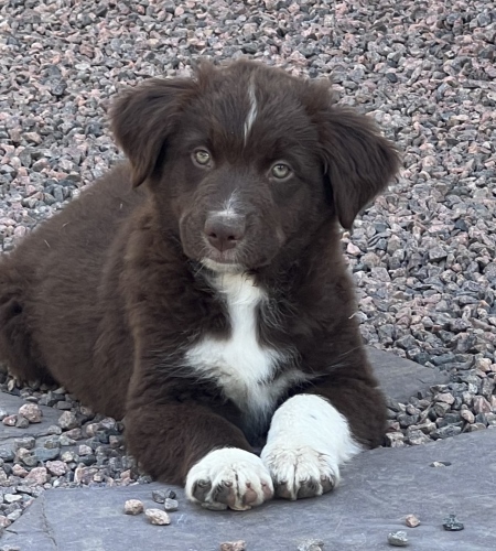 Red Bi Male 8 weeks